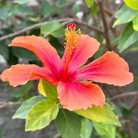 Eden's Retreat Apartamento