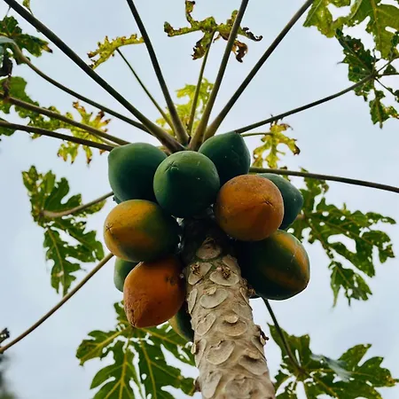 Eden's Retreat Appartamento Arona (Tenerife)