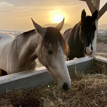 Eden's Retreat Appartamento Arona (Tenerife)