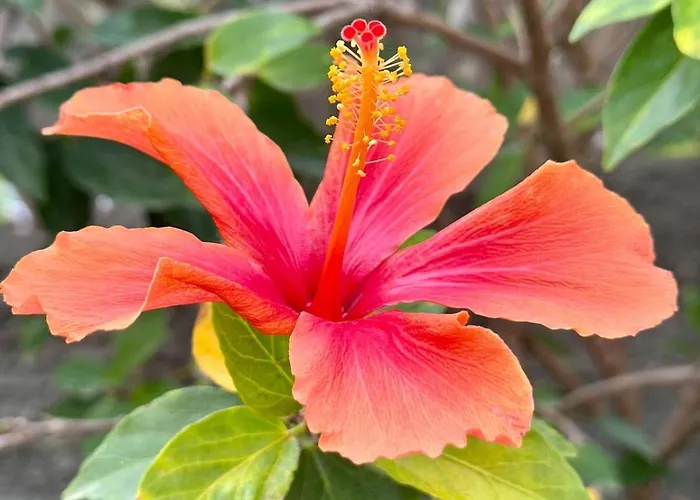 Eden's Retreat アパート