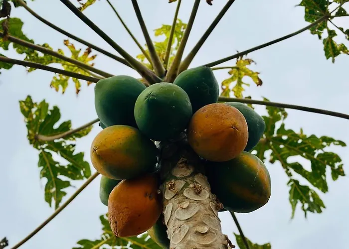 Eden's Retreat Appartement Arona (Tenerife)